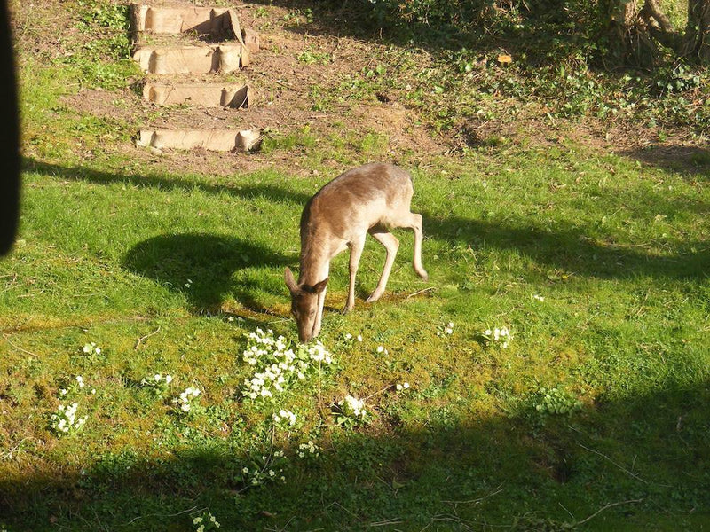 Days out with the Woodland Trust